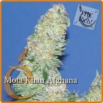 Mota Khan Afghana cannabis seeds