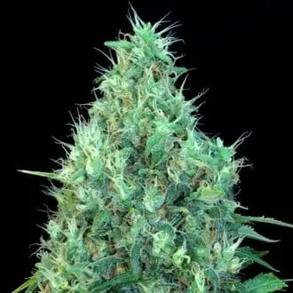 Motavation cannabis seeds by Serious Seeds
