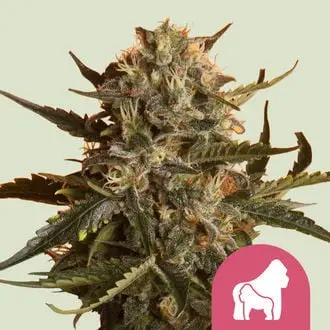 Mother Gorilla cannabis seeds