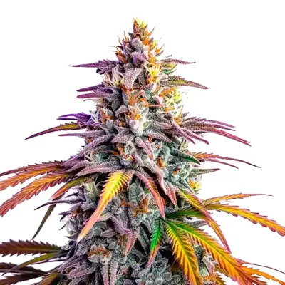Motor Breath x Honey Drop cannabis seeds