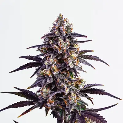 Motor Breath cannabis seeds