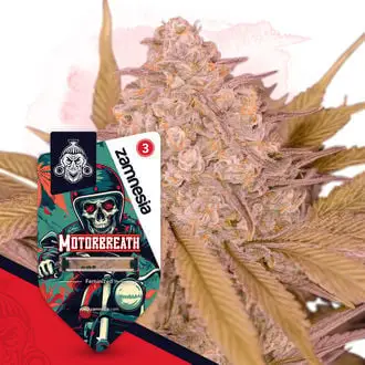 Motorbreath cannabis seeds by Zamnesia Seeds