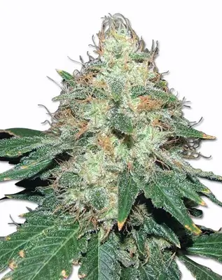 Mountain Mist cannabis seeds
