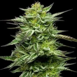Mountaintop Mint cannabis seeds by Humboldt Seed Company