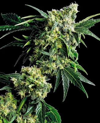 Mr Nice G13 X Hash Plant cannabis seeds