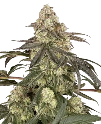 Muskato cannabis seeds