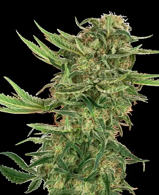 N13 Kush cannabis seeds