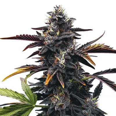 Narkosis cannabis seeds by Blimburn Seeds