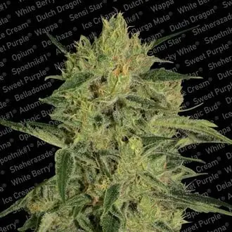 Nebula II CBD cannabis seeds by Paradise Seeds