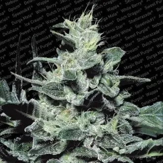 Nebula cannabis seeds by Paradise Seeds
