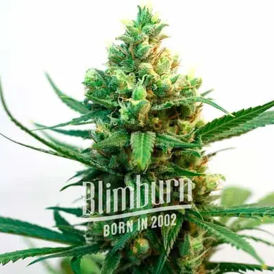Nemesis cannabis seeds by Blimburn Seeds