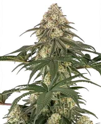 Neon Frost cannabis seeds