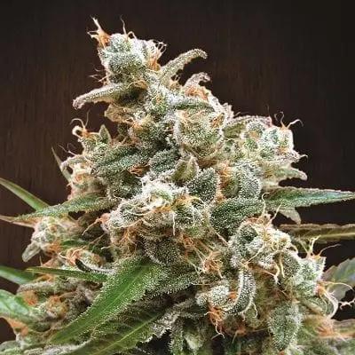 Nepal Jam cannabis seeds