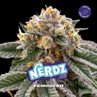 Nerdz cannabis seeds by BSF Seeds