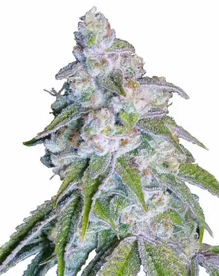 Neville's Haze cannabis seeds