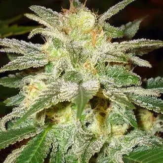 New York 47 cannabis seeds by World of Seeds