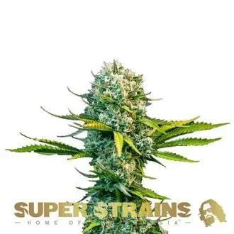 Next Of Kin cannabis seeds
