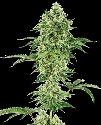 Nicole Hindu Kush cannabis seeds