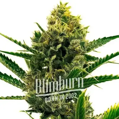 Nicole Kush cannabis seeds