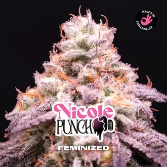 Nicole Punch cannabis seeds by BSF Seeds