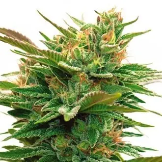 Nicole x OG cannabis seeds by Vision Seeds