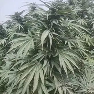 Nimruz cannabis seeds by Afghan Seed Connection