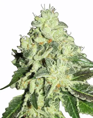 Nitro Lemon Haze cannabis seeds