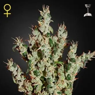 NL5 Haze Mist cannabis seeds by Greenhouse Seeds