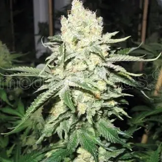 No Name cannabis seeds by Medical Seeds