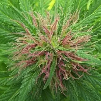 Nordle cannabis seeds by Mr. Nice