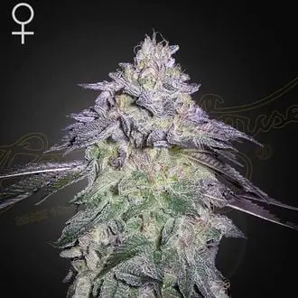 Nori Cake cannabis seeds
