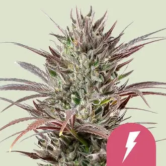 North Thunderfuck cannabis seeds by Royal Queen Seeds