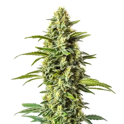 Northern Critical cannabis seeds by Blimburn Seeds