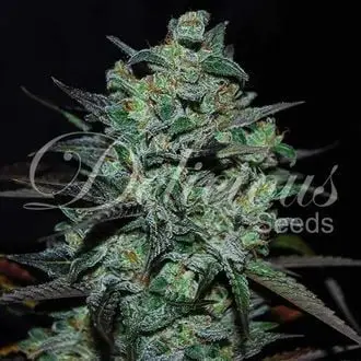 Northern Light Blue THC-Free cannabis seeds