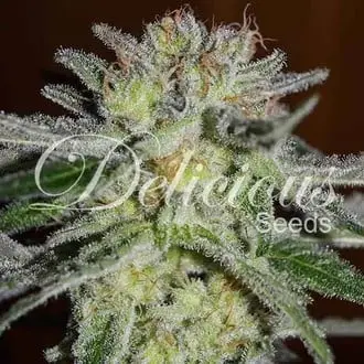Northern Light Blue cannabis seeds by Delicious Seeds