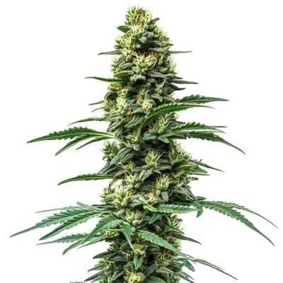 Northern Lights #10 x Amnesia Haze cannabis seeds
