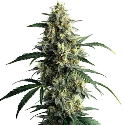 Northern Lights #10 cannabis seeds by Blimburn Seeds