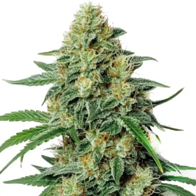 Northern Lights #5 x Amnesia Haze cannabis seeds