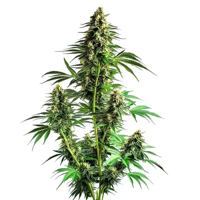 Northern Lights Auto F1 cannabis seeds by Blimburn Seeds