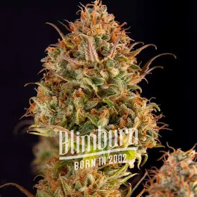 Northern Lights Kush Fast Version cannabis seeds