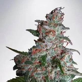 Northern Lights MOC cannabis seeds by Ministry of Cannabis