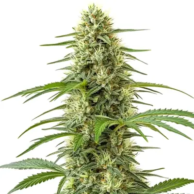 Northern Lights x Big Bud cannabis seeds