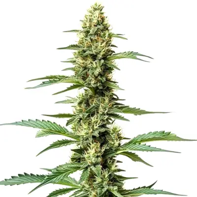 Northern Lights x Chronic cannabis seeds