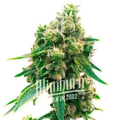 Northern Lights x Cinderella 99 cannabis seeds