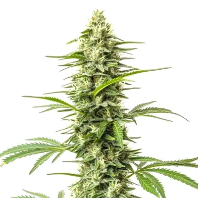 Northern Lights x Do-Si-Dos cannabis seeds by Blimburn Seeds