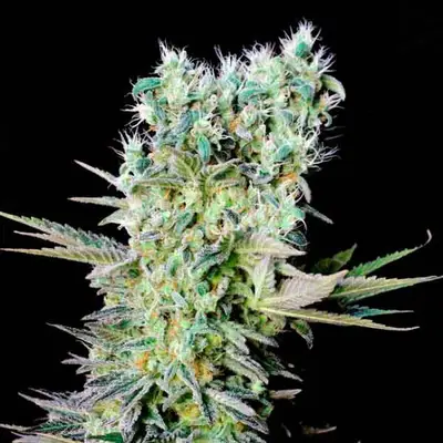 Northern Lights X cannabis seeds