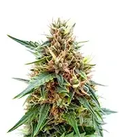 Northern cannabis seeds