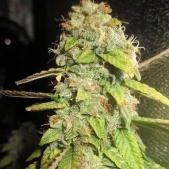 Notorious OG cannabis seeds