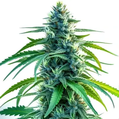 Nova OG cannabis seeds by Blimburn Seeds