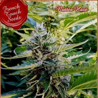 Nuttea Haze cannabis seeds by French Touch Seeds